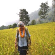 Barbara Nimri revisits Majhuwabesi in late 2019 at the time when rice is ready to harvest.