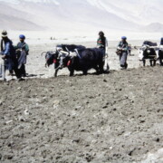 Dingri farmers combine their resources to collectively plow their fields, moving from one household’s land to the next.