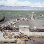 Every morning Dingri villagers assign one or two shepherds to take their combined flocks to the pasture; 1985-86, Tibet.